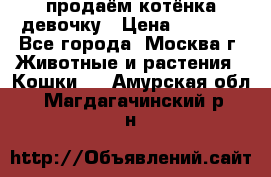 продаём котёнка девочку › Цена ­ 6 500 - Все города, Москва г. Животные и растения » Кошки   . Амурская обл.,Магдагачинский р-н